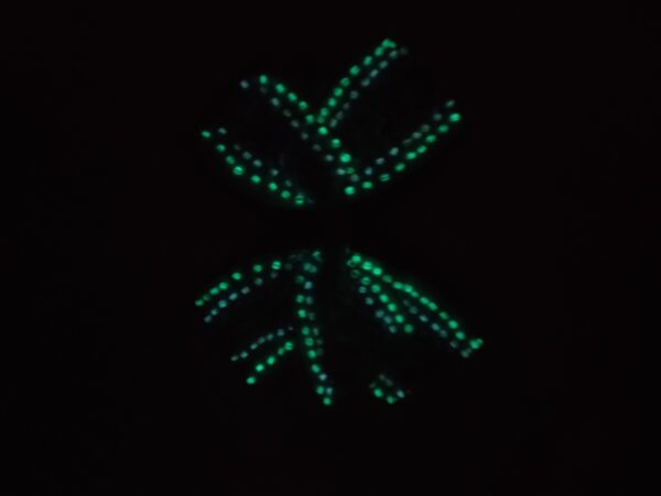 Klamber Sinine Klõps